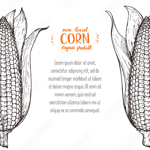 Corn on the cob hand drawn vector illustration. Corn sketch illustration. Engraving style, vintage design.