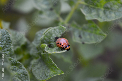 Close-up of a little ladybug on the leaf in field