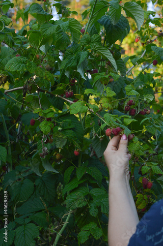 Person picking raspberries from the bush
