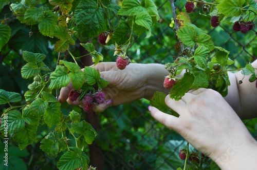 Person picking raspberries from the bush