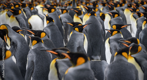 King penguin colony