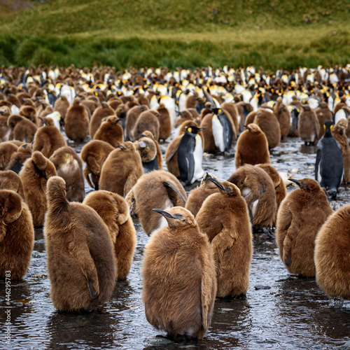 King penguin creche © Steve
