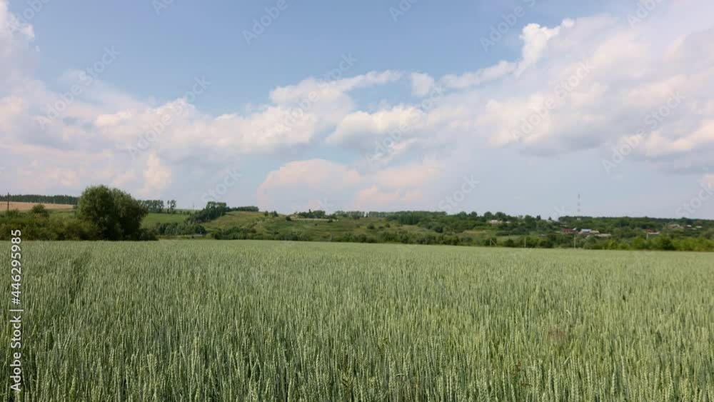 Golden green spikelets of ripe wheat in field on blue sky background. Panoramic view of beautiful rural landscape, selective focus Golden green spikelets of ripe wheat in field on blue sky background. Panoramic view of beautiful rural landscape, selective focus