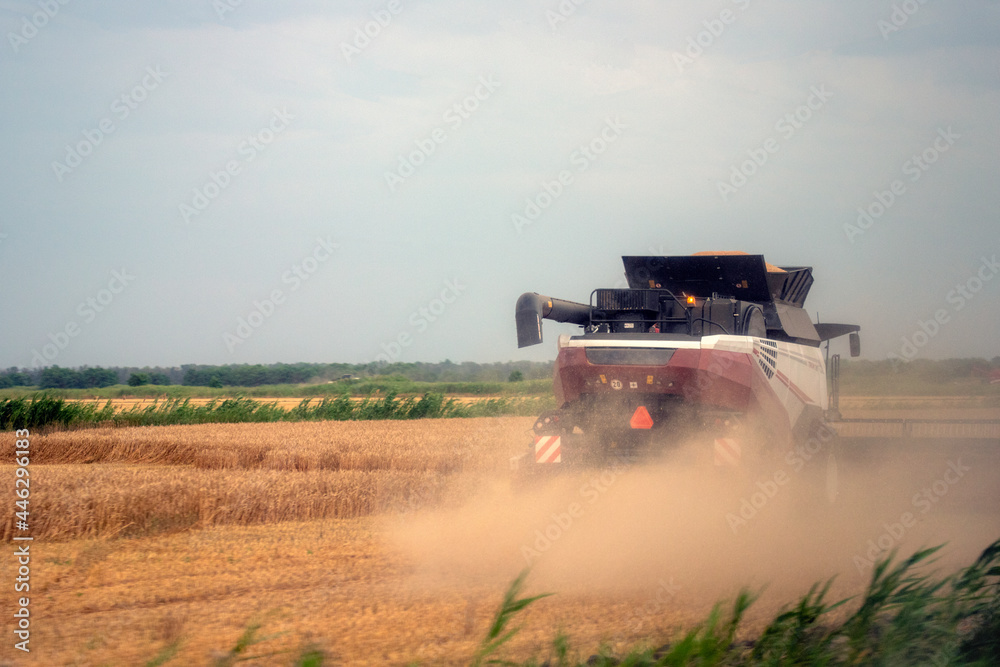 Fototapeta premium Agricultural harvester harvesting wheat field