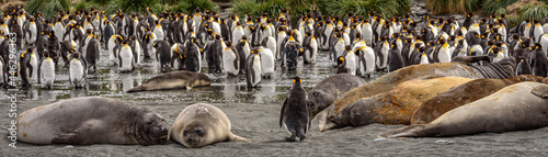 Gold Harbor fauna