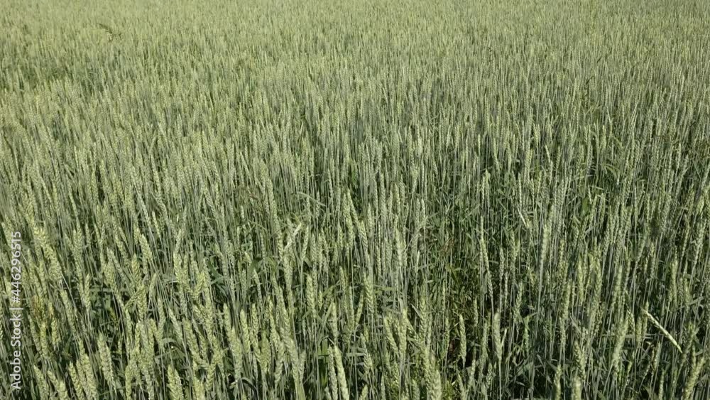Golden green spikelets of ripe wheat in field. Top view of beautiful rural landscape, selective focus Golden green spikelets of ripe wheat in field. Top view of beautiful rural landscape, selective focus