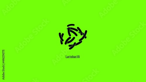 Lactobacilli icon animation
