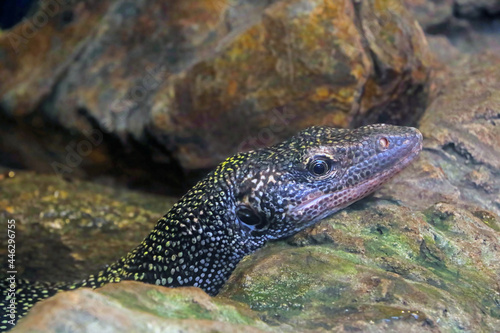 Close-up of a dark lizard on a rock.