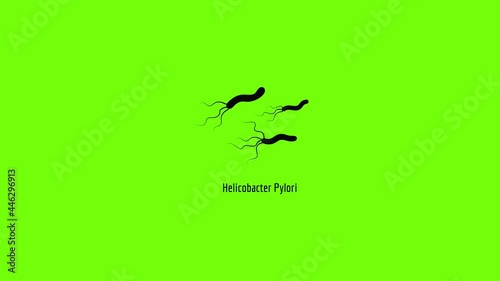 Helicobacter pylory icon animation