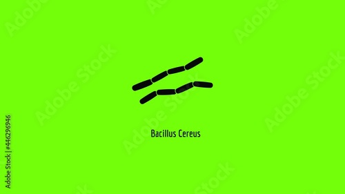 Bacillus cereus icon animation
