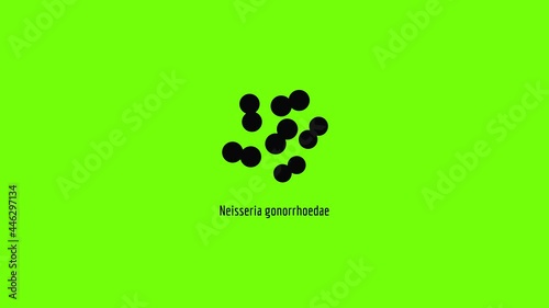 Neisseria gonorrhoedae icon animation