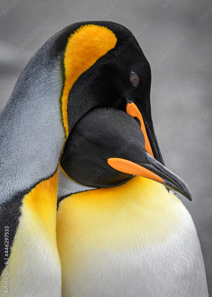 Naklejka premium King penguin portrait