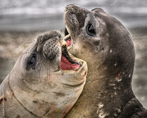 South Georgia elephant seals