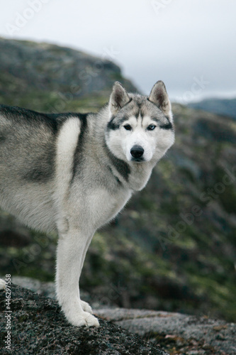 Husky dog on a rock  a journey through the north  a direct look of the pet into the camera