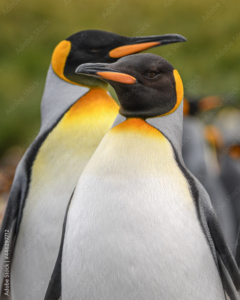 Naklejka premium King penguin portrait