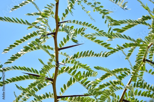 Detalle de ramas de una acacia, Gleditsia triacanthos, con el cielo de fondo