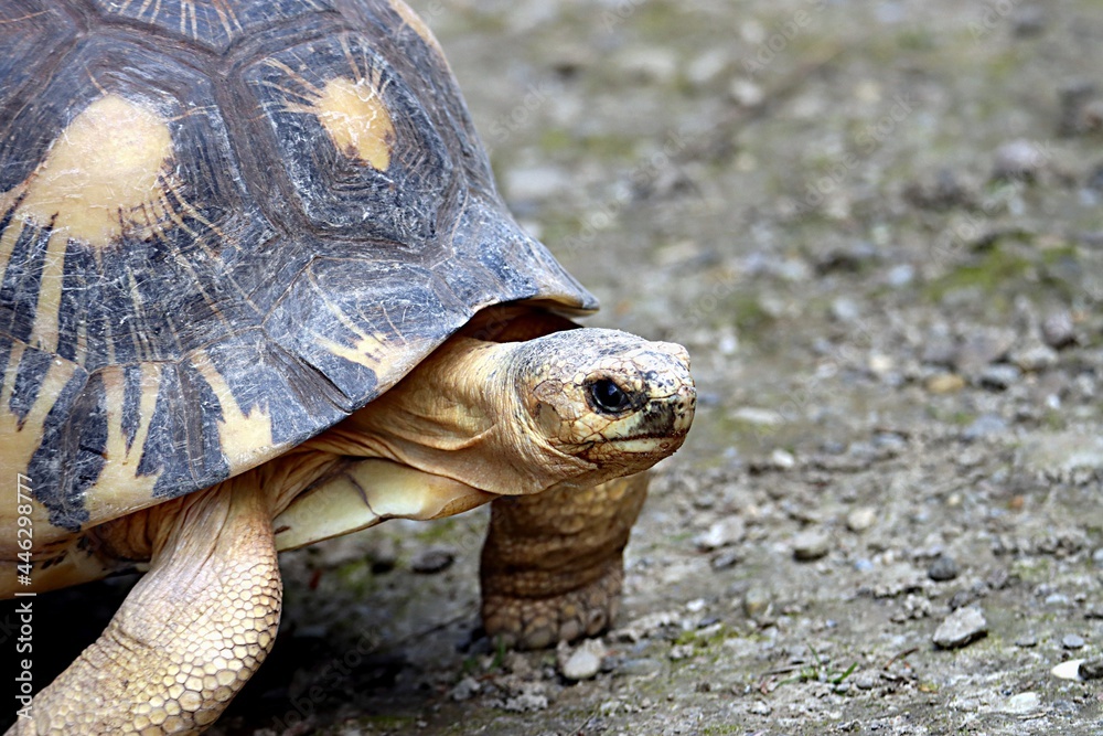 tortue tortue