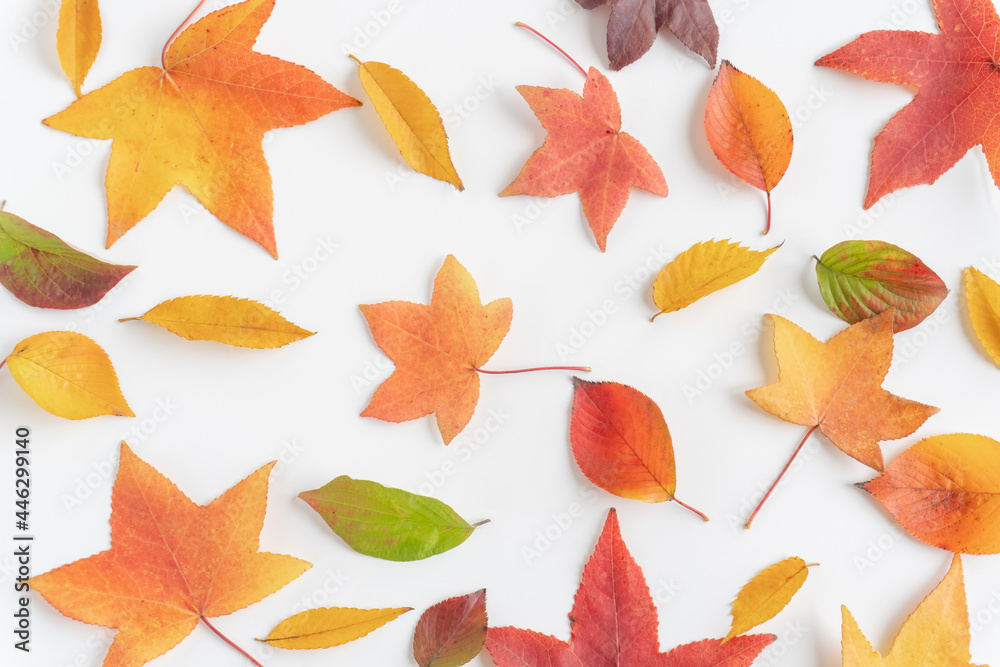 落ち葉の背景 Stock 写真 Adobe Stock