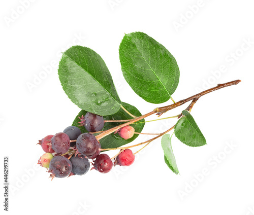 sprig of amelanchier berry isolated on white