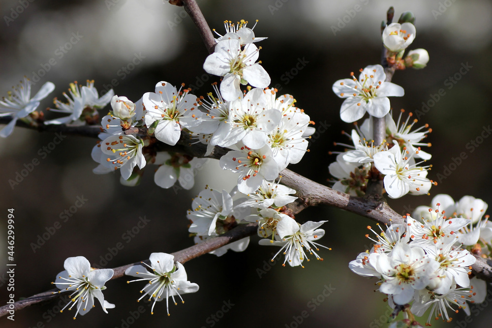 midland hawthorn in bloom (crataegus monogyna) midland hawthorn in bloom (crataegus monogyna)