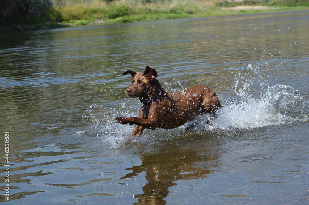 dog playing in water dog playing in water