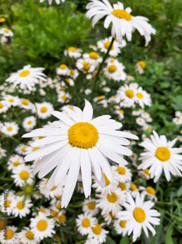 Obraz premium Chamomile. White flowers