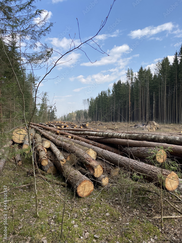 Deforestation. Industrial timber harvesting. Clearing in the forest