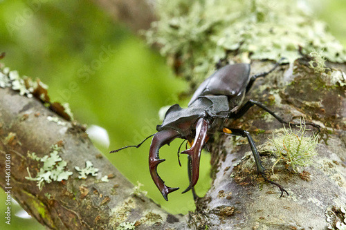 stag beetle on the tree photo