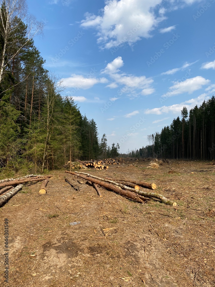 Deforestation. Industrial timber harvesting. Clearing in the forest