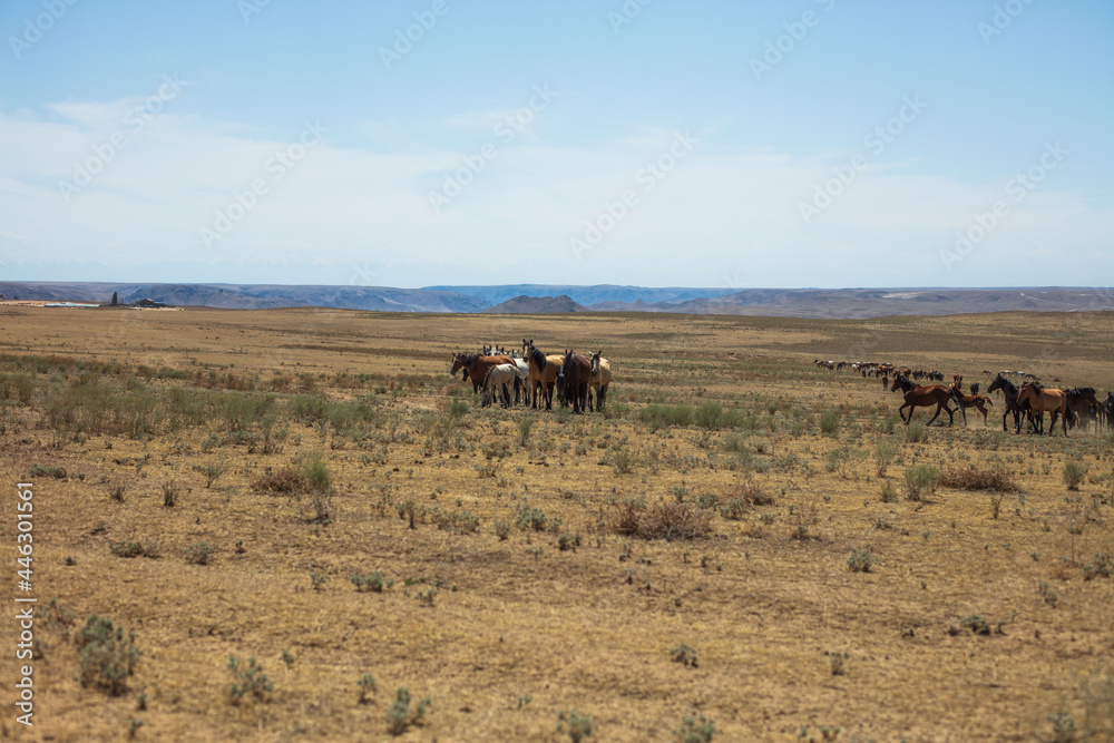herd of horses in the field herd of horses in the field