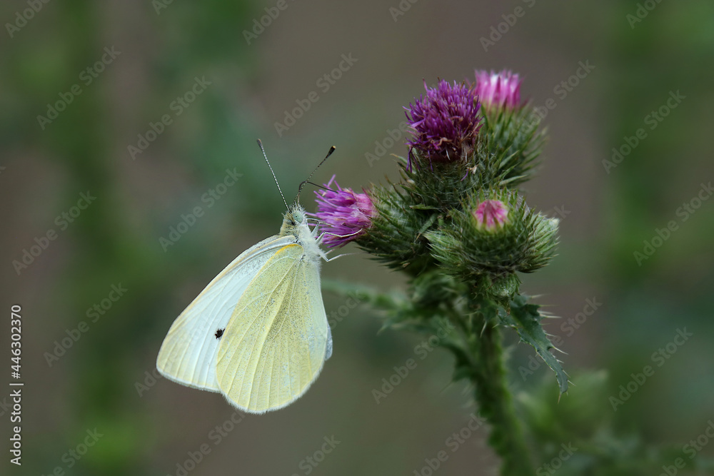 Naklejka premium Kohlweißling auf lila Blüte einer Distel