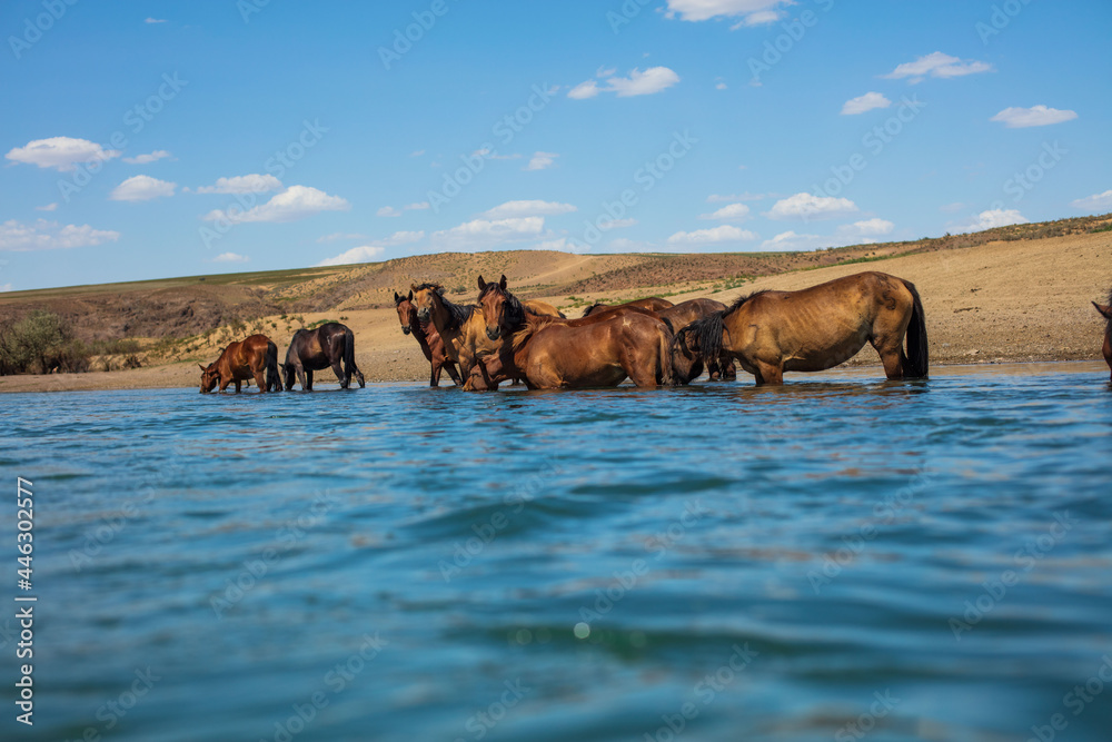 Naklejka premium horses on the river