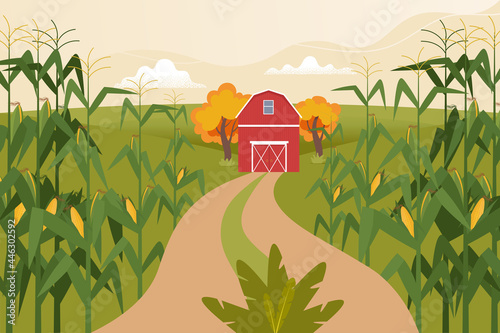 Autumn landscape with corn fields, farm home and field road. Time to harvest. Vector illustration in flat style