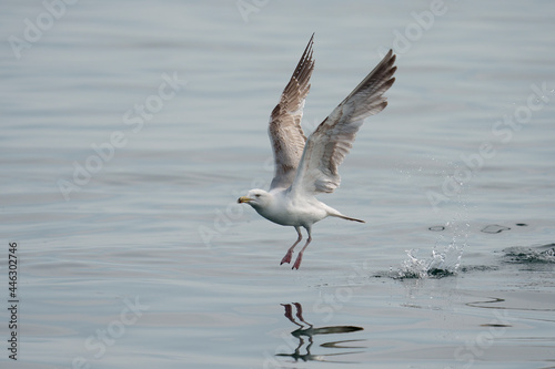 Herring gull  Larus argentatus