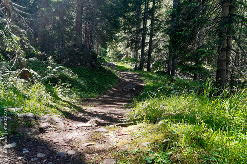 Bellissimo panorama nel bosco dal sentiero che porta al lago Montagnoli in Trentino, viaggi e paesaggi in Italia