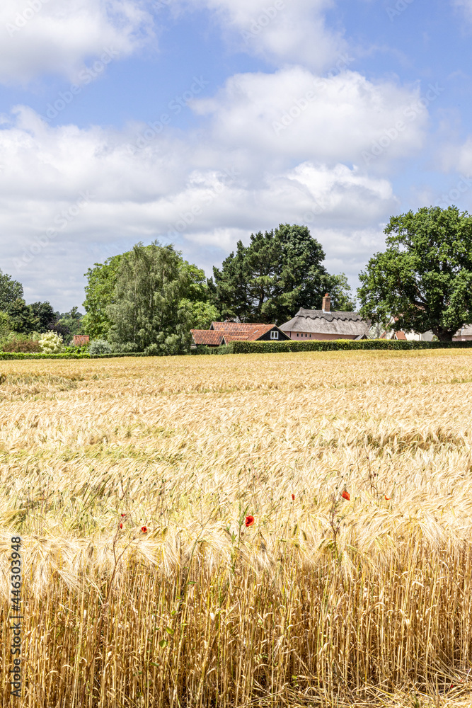 A field of barley ripening in the village of Chelsworth, Suffolk UK