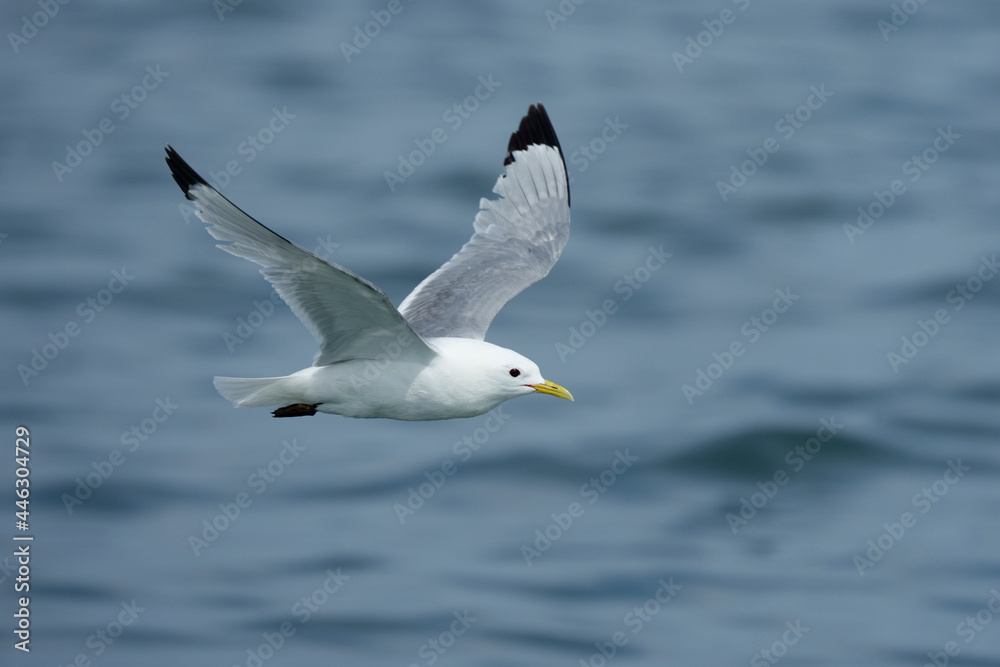 Kittiwake, Rissa tridactyla Kittiwake, Rissa tridactyla