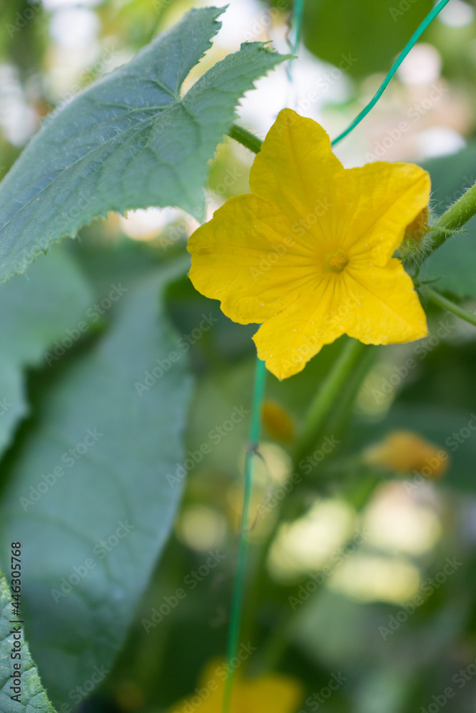 Cucumber flower on a gardening mesh growing in a greenhouse. Cucumber flower on a gardening mesh growing in a greenhouse.