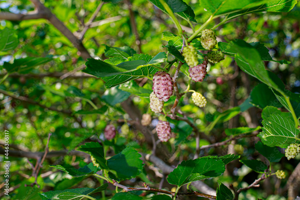 White pink mulberry grows on a tree. Fruits, gardening White pink mulberry grows on a tree. Fruits, gardening