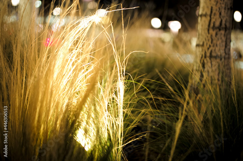 Grass light up by light