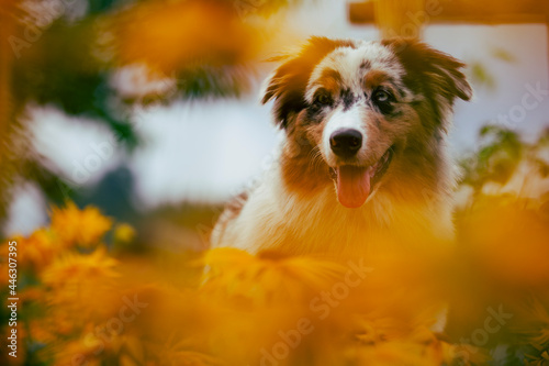 Cute pupy dog in yellow flowers. Portrait of an australian shepherd in a flower garden.