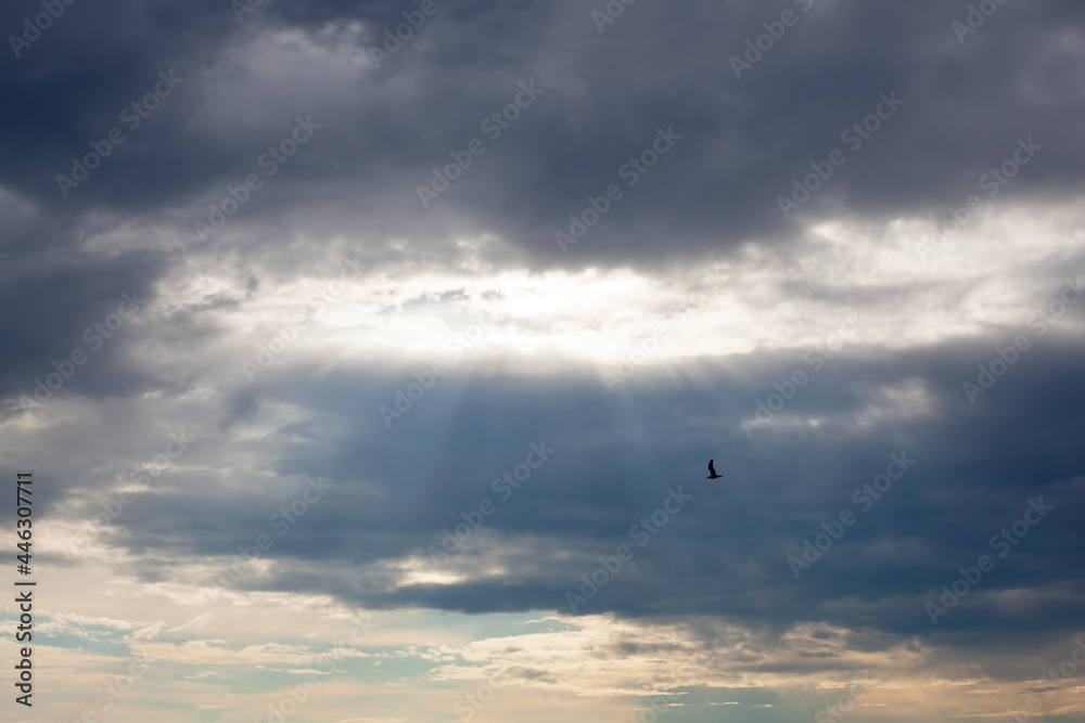 Black silhouette of flying free bird in the rays of sunlight shining through on the background of the cloudy sky. Heaven concepts background Black silhouette of flying free bird in the rays of sunlight shining through on the background of the cloudy sky. Heaven concepts background