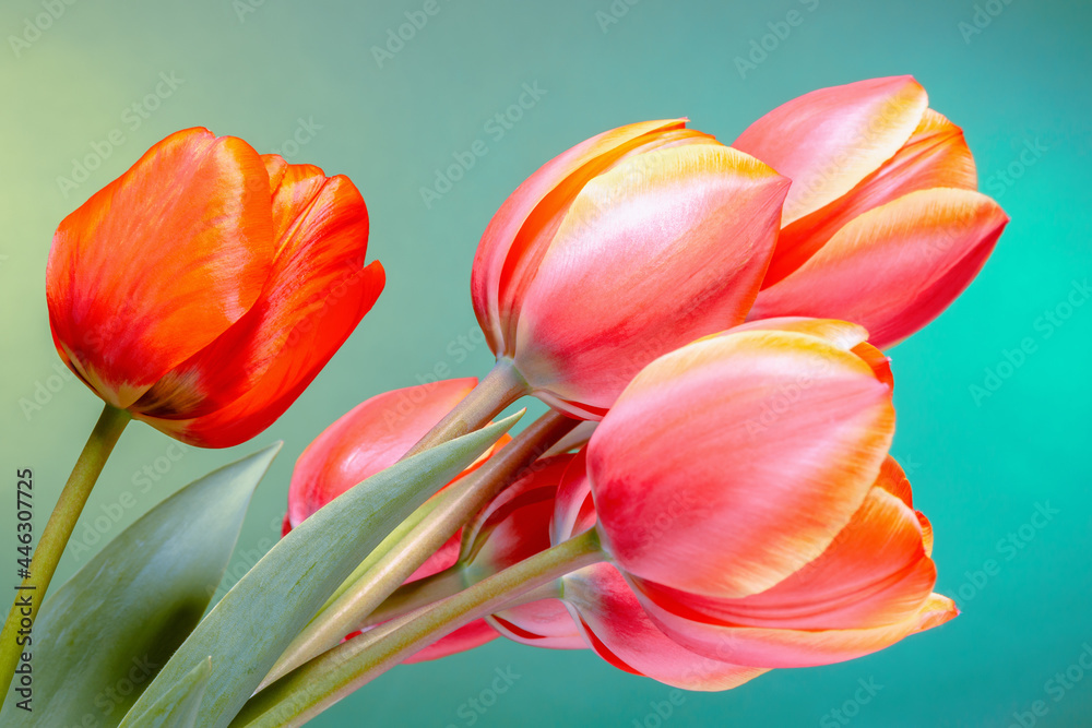 Fototapeta premium Grand bouquet of beautiful tulips red and yellow coloring on a background in green tones