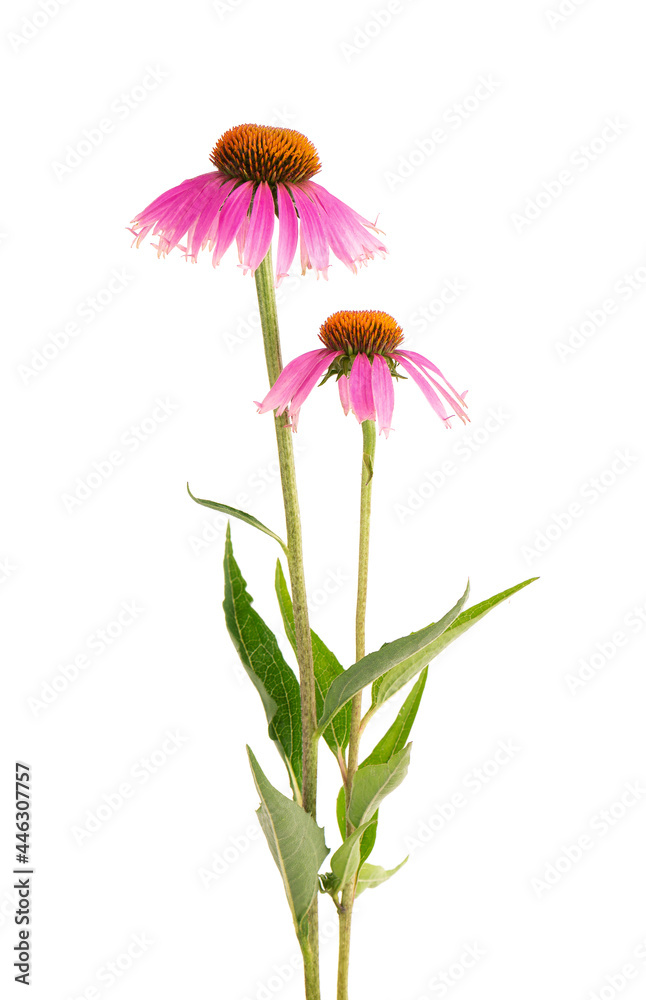 Echinacea purpurea flowers isolated on white background. Medicinal herbal plant. - obrazy, fototapety, plakaty 