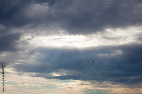 Black silhouette of flying free bird in the rays of sunlight shining through on the background of the cloudy sky. Heaven concepts background