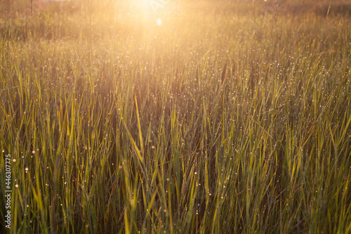 Golden green grass with dew drops in warm sunlight. Abstract summer background with sun glare. Soft focus