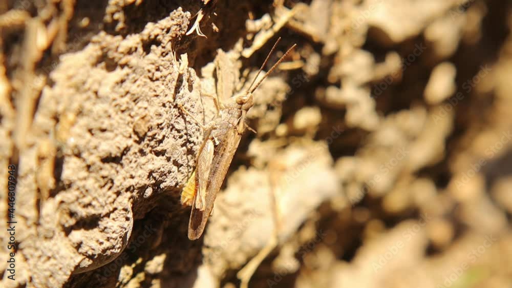 Camouflaged grasshopper standing on garden wall. | insects.
Schistocerca is a genus of grasshoppers, commonly called bird grasshoppers, many of which swarm as locusts.
Camouflage insect.
Bug, bugs Camouflaged grasshopper standing on garden wall. | insects.
Schistocerca is a genus of grasshoppers, commonly called bird grasshoppers, many of which swarm as locusts.
Camouflage insect.
Bug, bugs