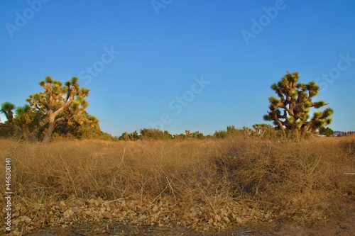 Beautiful California Desert Landscape Taken During The Evening Golden Hour