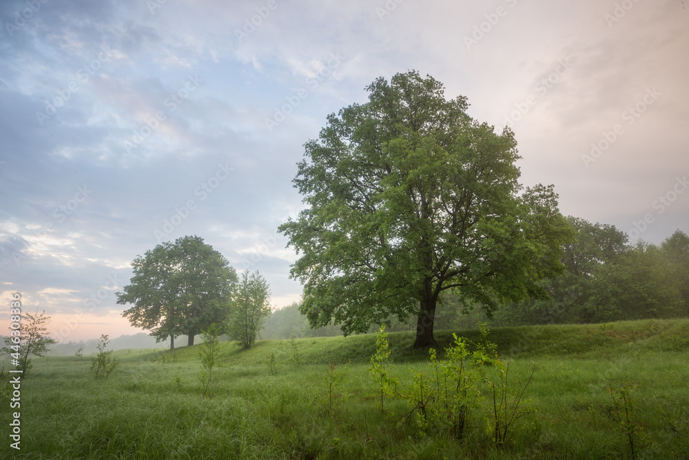 Morning in nature, green forest, trees