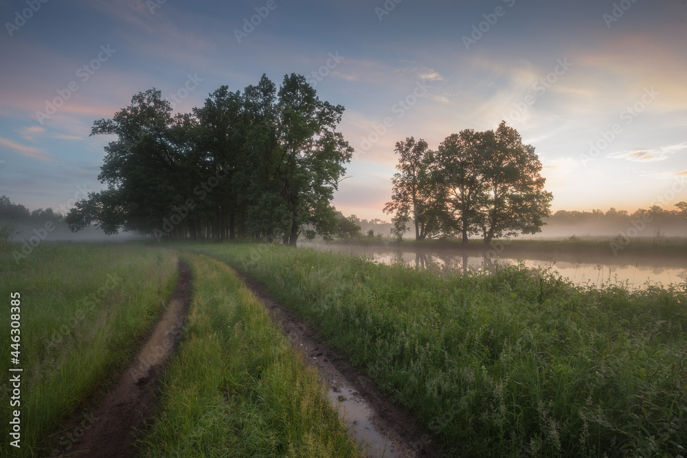 Morning in nature, green forest, trees at dawn Morning in nature, green forest, trees at dawn